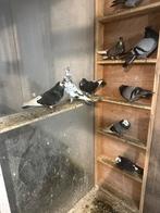 Hoogevliegers duiven, Dieren en Toebehoren, Vogels | Duiven