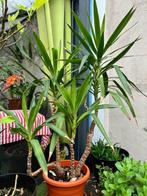 Yucca voor op terras, veranda of in de tuin, Huis en Inrichting, Kamerplanten, Ophalen, Yucca, In pot, 150 tot 200 cm