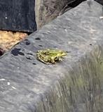 zeil voor vijver gezocht, Tuin en Terras, Vijvers, Ophalen