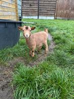 Dwerggeit mieke, Dieren en Toebehoren, Schapen, Geiten en Varkens, Vrouwelijk, Geit, 0 tot 2 jaar