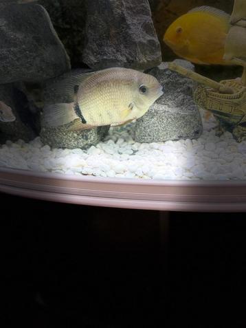 Cichlides super hero severum beschikbaar voor biedingen