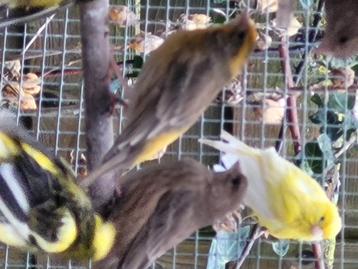 Bruine roodmus, Dieren en Toebehoren, Vogels | Overige Vogels, Meerdere dieren, Tropenvogel