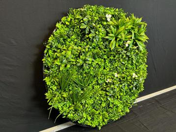 Kunsthaag Rond  100x100 cm beschikbaar voor biedingen