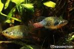 San Marcos Redtail Splifin Goodeid (Xenotoca doadrioi), Dieren en Toebehoren, Vissen | Aquariumvissen