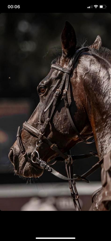 Dame du Large, Dieren en Toebehoren, Paarden