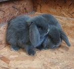 Nederlandse hangoor dwergkonijnen. Hangoor. Dwergkonijn, Dieren en Toebehoren, Konijnen, Hangoor
