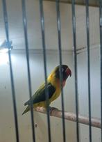 Agapornis Man, Dieren en Toebehoren, Mannelijk, Dwergpapegaai of Agapornis, Geringd