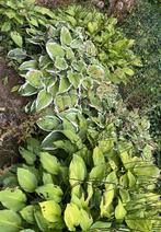 GRATIS planten / bloemen, Tuin en Terras, Ophalen
