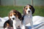 Beagle pups, Dieren en Toebehoren, Honden | Beagles, Bassets en Lopende honden, Beagle, 15 weken tot 1 jaar, Buitenland, CDV (hondenziekte)