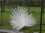 Witte pauwen, Dieren en Toebehoren, Geslacht onbekend, Geringd