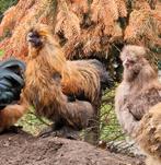 Zijdehoen haan, Dieren en Toebehoren, Pluimvee