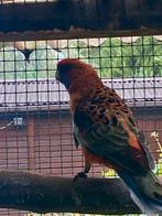 Pennant rosella, Dieren en Toebehoren, Vogels | Parkieten en Papegaaien