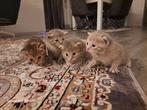 4 chatons cherchent un nouveau foyer, Animaux & Accessoires, Chats & Chatons | Chats de race | Poil ras, Chatte ou Chat, 0 à 2 ans
