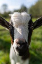 Dwerggeit, Dieren en Toebehoren, Schapen, Geiten en Varkens, Mannelijk, Geit, 0 tot 2 jaar