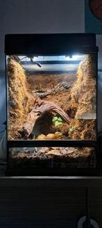 Complete Exo Terra frog boomkikker Terrarium, Ophalen