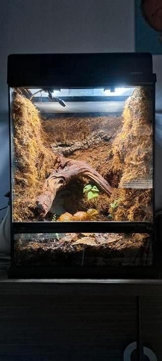 Complete Exo Terra frog boomkikker Terrarium beschikbaar voor biedingen