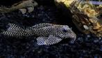 L260 Hypancistrus, Zoetwatervis