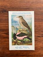 Vogels der Belgische Fauna Nr. 129 rozespreeuw, Verzamelen, Ophalen of Verzenden, 1940 tot 1960, Ongelopen, Vogel