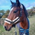 Prachtige Allround D pony, Animaux & Accessoires, Poneys, Vermifugé, B, Poney de récréation, Poney D (1.37 m à 1.48m)