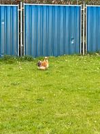 Prachtige zijdehoentjes haan, Dieren en Toebehoren, Mannelijk, Kip