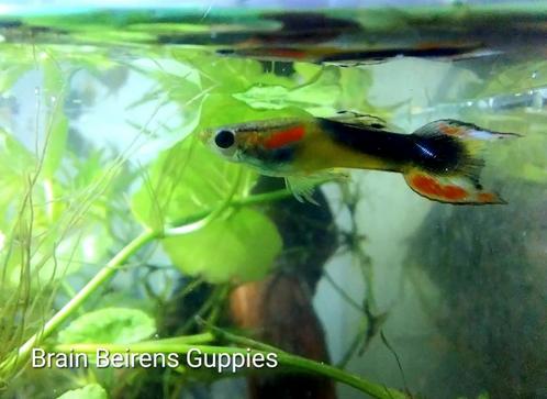 Japanse nanu guppy's *endlers black sadelback(oudenburg), Animaux & Accessoires, Poissons | Poissons d'aquarium, Poisson d'eau douce