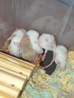 5 diepvries muizen te koop, Dieren en Toebehoren, Knaagdieren, Muis, Mannelijk, November, Tam