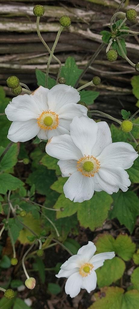 Anemone Honorine Jobert, Tuin en Terras, Planten | Tuinplanten, Volle zon, Ophalen