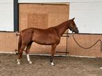 Talou WP Z, Dieren en Toebehoren, Paarden, Springpaard, Z, Ruin, 3 tot 6 jaar