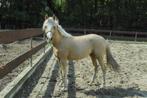 Kwaliteitsvolle 1,5 jarige Palomino NRPS hengst D-pony, Dieren en Toebehoren, Gechipt, Niet van toepassing, Springpony, 0 tot 2 jaar