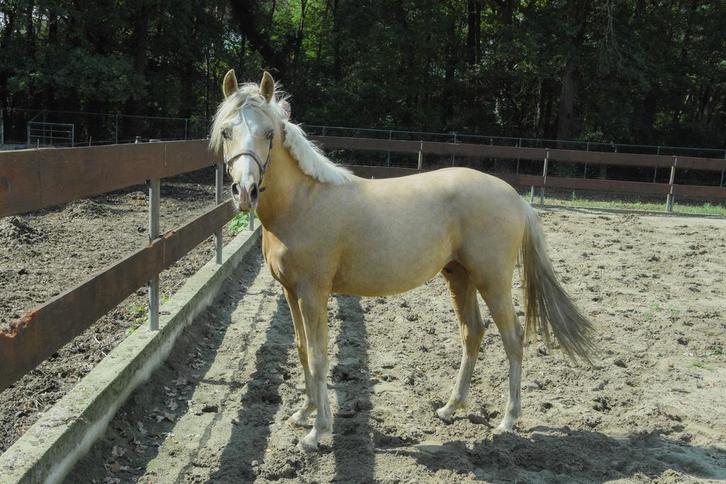 Kwaliteitsvolle 1,5 jarige Palomino NRPS hengst D-pony, Dieren en Toebehoren, Pony's, Hengst, Niet van toepassing, D pony (1.37m tot 1.48m)
