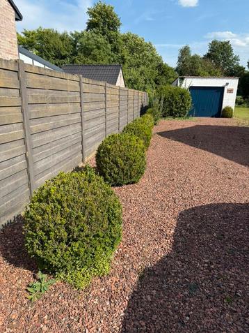 Buxus, allerlei planten en struiken beschikbaar voor biedingen