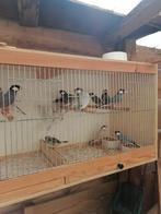 Rijstvogels (padda) bruin wit grijs wild kleur., Ophalen, Zo goed als nieuw