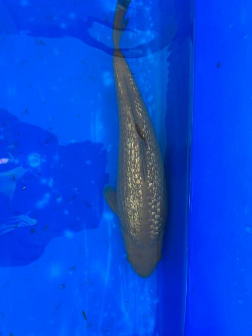 Ginrin Chagoi 35 cm, Dieren en Toebehoren, Vissen | Vijvervissen, Karper of Koi