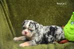 Prachtige Franse Bulldog pupjes, Dieren en Toebehoren, Parvo, België, 8 tot 15 weken, Bulldog