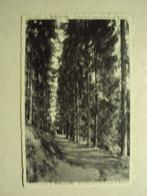 55196 - ENVIRONS DE ROBERTVILLE - SOUS-BOIS - ZIE 2 FOTO'S, Envoi