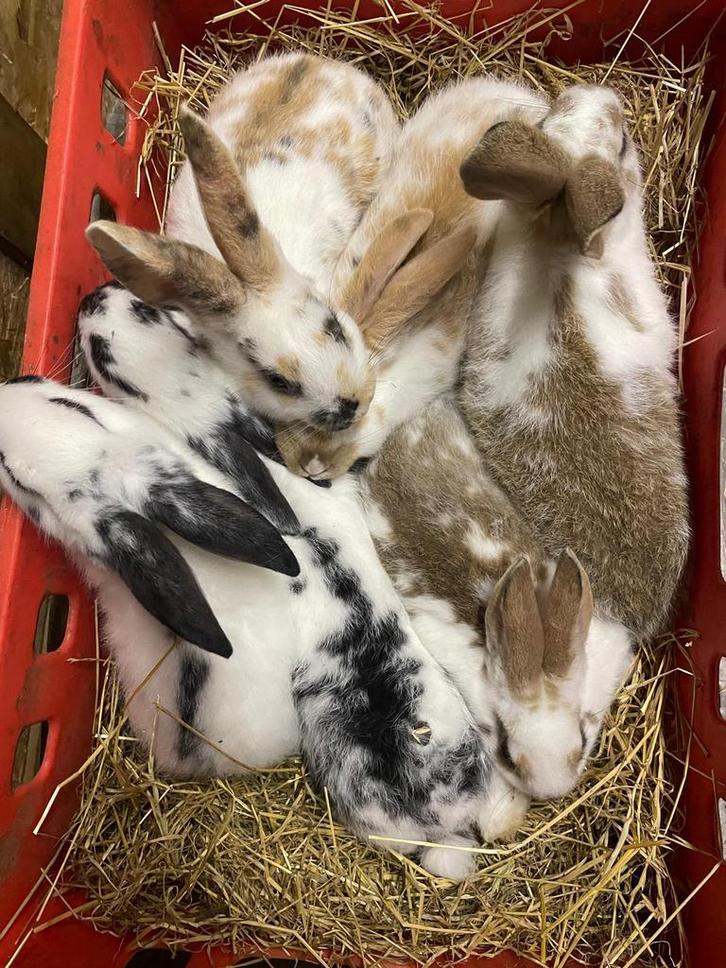 Reuze vlinder / lotharinger konijnen te koop, Dieren en Toebehoren, Konijnen, Groot, Meerdere dieren, 0 tot 2 jaar