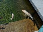 Koi 40cm-50cm, Dieren en Toebehoren, Vissen | Vijvervissen