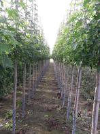 Liquidambar styraciflua / Amberboom, Tuin en Terras, Ophalen