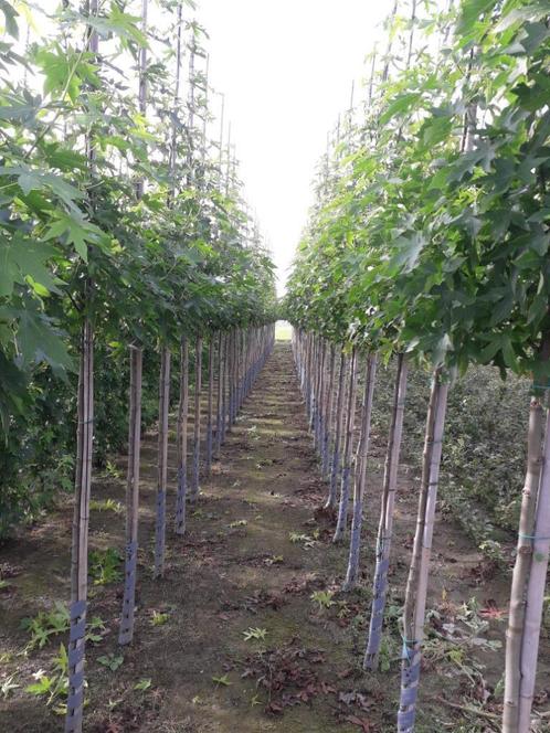 Liquidambar styraciflua / Amberboom, Tuin en Terras, Planten | Bomen, Ophalen