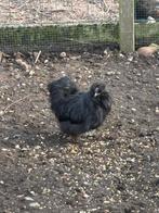 Zwart zijdehoen haantje, Dieren en Toebehoren, Mannelijk, Kip