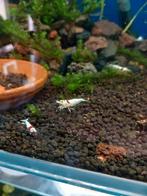 Crystal red caridina garnalen(pure red line), Dieren en Toebehoren, Vissen | Aquariumvissen, Kreeft, Krab of Garnaal, Zoetwatervis