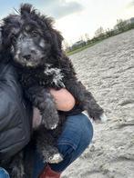 Doodle teefjes, Dieren en Toebehoren, België, CDV (hondenziekte), 8 tot 15 weken, Teef