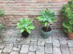 Agave, Tuin en Terras, Ophalen