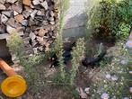 3 Kippen gratis, Dieren en Toebehoren, Vrouwelijk, Kip