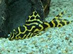 L333 Hypancistrus Yellow-Line, Dieren en Toebehoren, Vissen | Aquariumvissen, Zoetwatervis