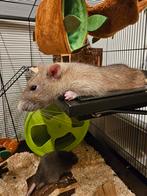 2 tamme ratten, December, Mannelijk, Rat