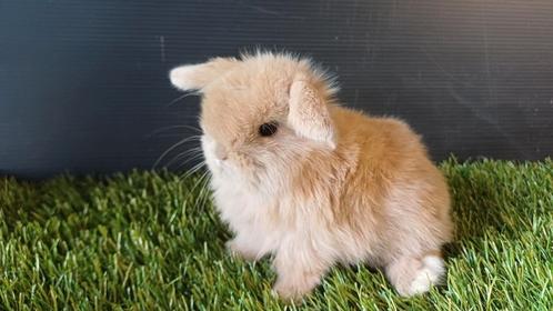 Raszuivere handtamme mannelijke minilop konijnen jong, Dieren en Toebehoren, Konijnen, Dwerg, Mannelijk, 0 tot 2 jaar, Hangoor