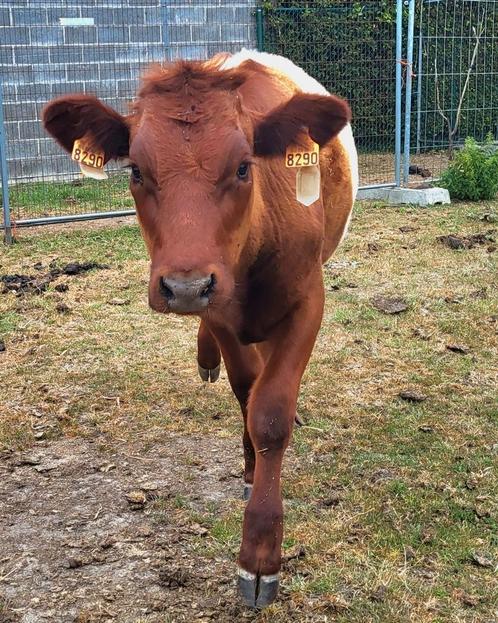 Lakenvelder vaars, Dieren en Toebehoren, Runderen, Vrouwelijk, 0 tot 2 jaar