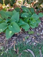 Grote hostas, Ophalen
