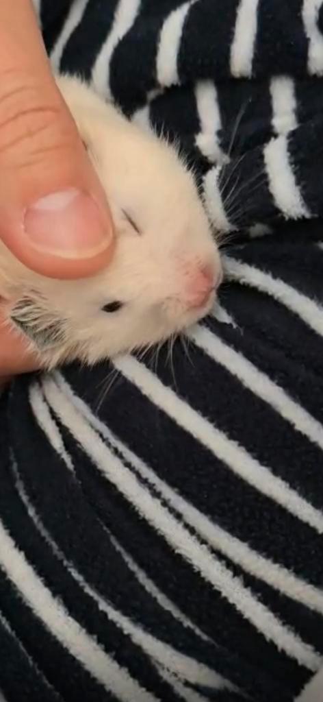Goudhamster, Dieren en Toebehoren, Knaagdieren, Hamster